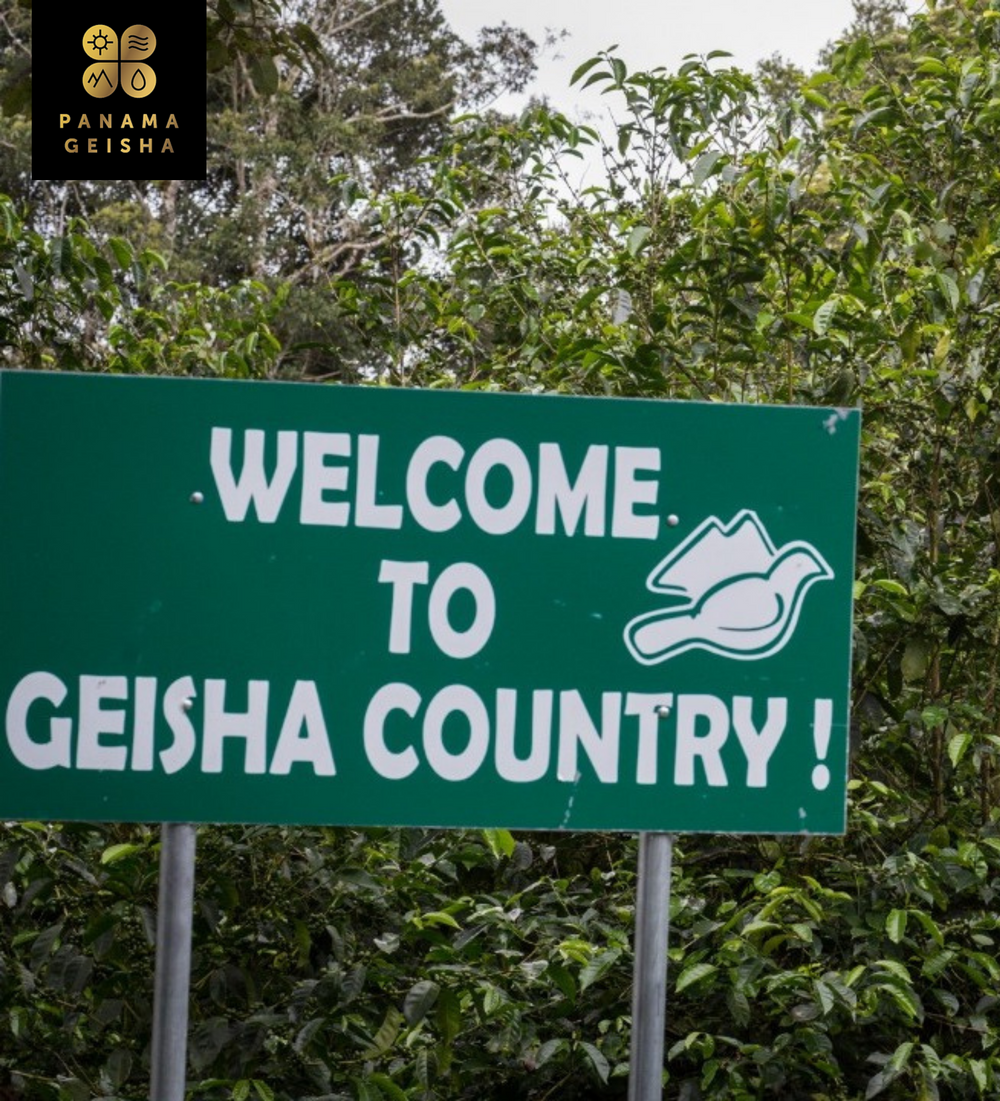 Panama Janson Gesha Washed