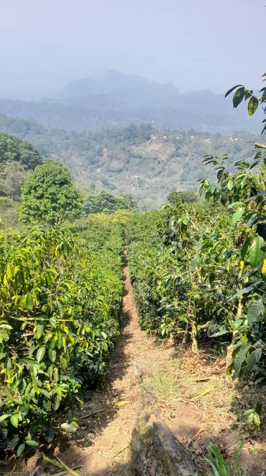 Honduras Cup of Excellence #5 Gesha Washed [Score 90.04]