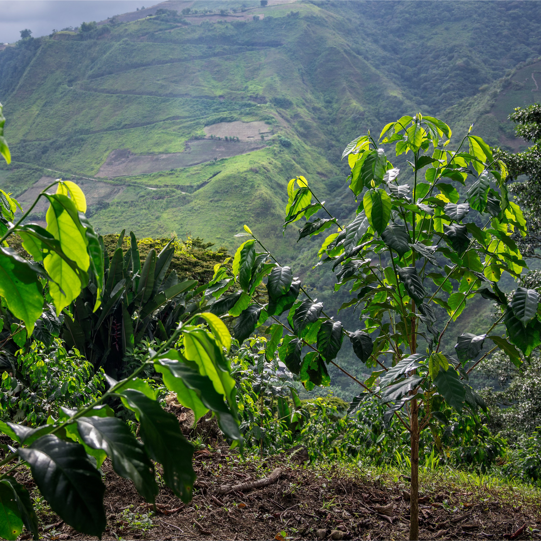 Ecuador La Soledad Pepe Jijon Wave Cold Ferment Typica Mejorado